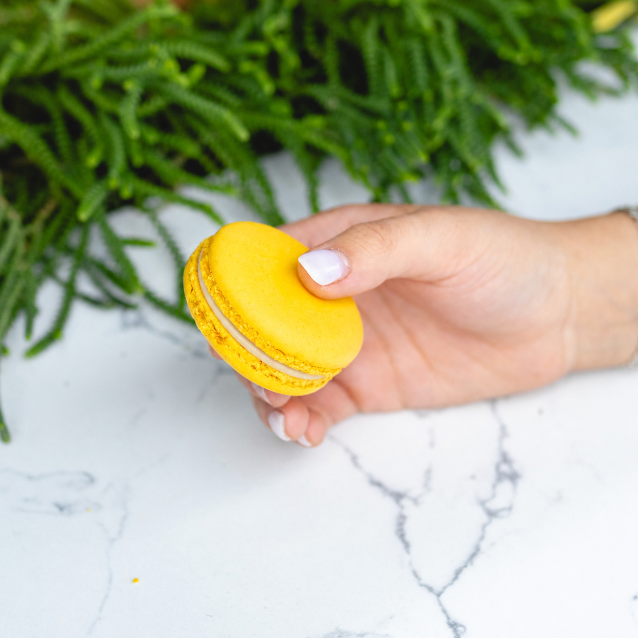 Smooth Lemon Macarons - Case (54ct)
